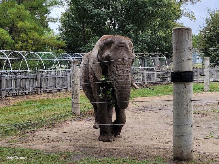 Tembo the elephant