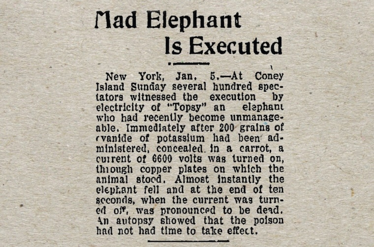 Mad Elephant is Executed
