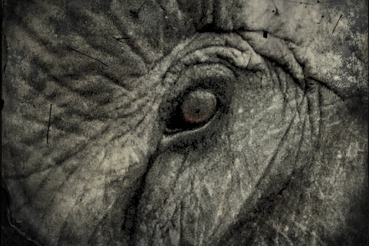Elephant eye
