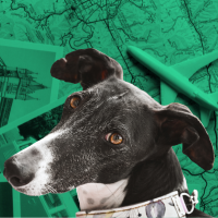 greyhound, map, photos, and airplane