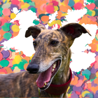 greyhound, Wales, and Scotland