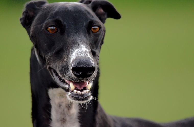 greyhound