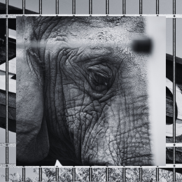 elephant, zoo sign, and bars