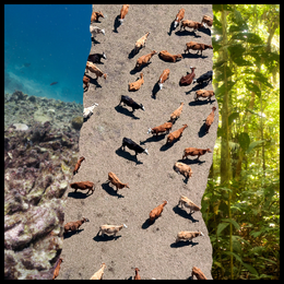 bleached coral, cows, and rainforest