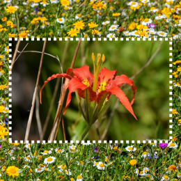 wildflowers