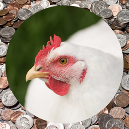 image of chicken and coins
