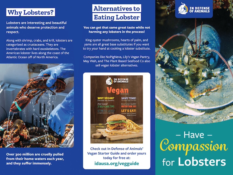 have compassion for lobsters flyer