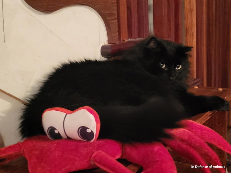 cat on lobster costume