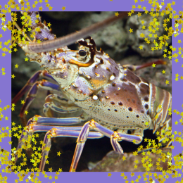 image of lobster and star confetti