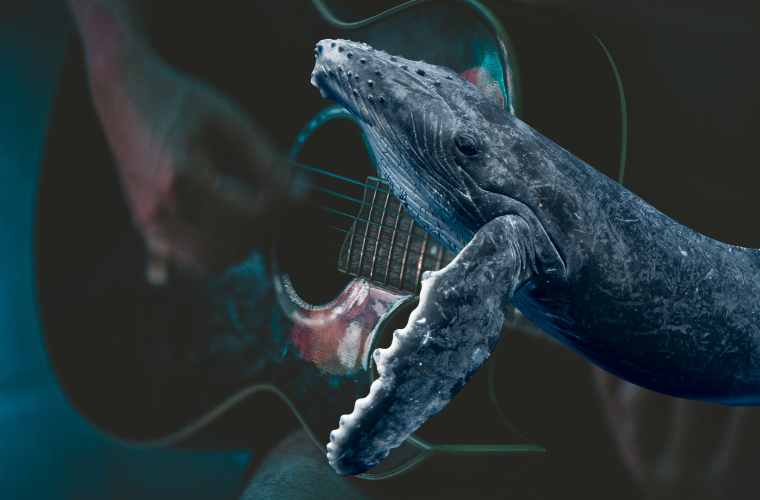 person playing guitar and whale