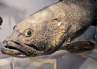 Fish's face