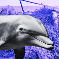image fishing nets and dolphin