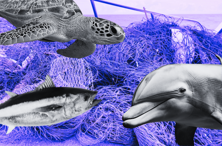 image of fishing nets, sea turtle, tuna, and dolphin