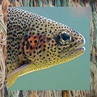 image of rainbow trout and fishing rope