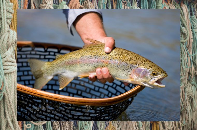 image of rainbow trout being held out of the water and fishing ropes