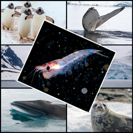 krill, penguins, whales, and seal