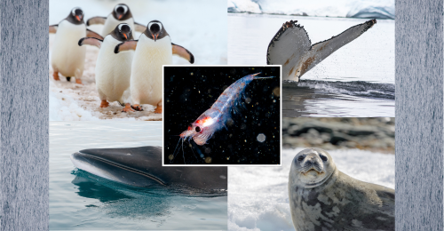krill, whales, penguins, and a seal