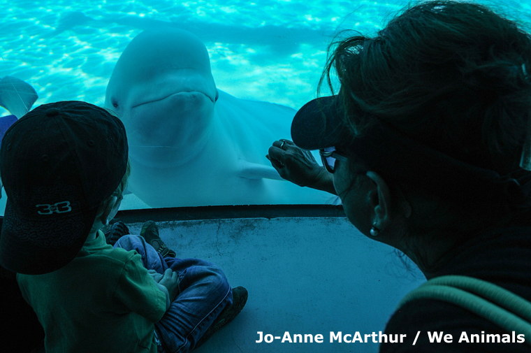 humans looking at Marineland beluga through glass