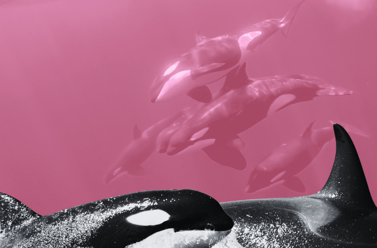 orcas
