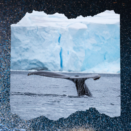 whale's tale, ice, and krill