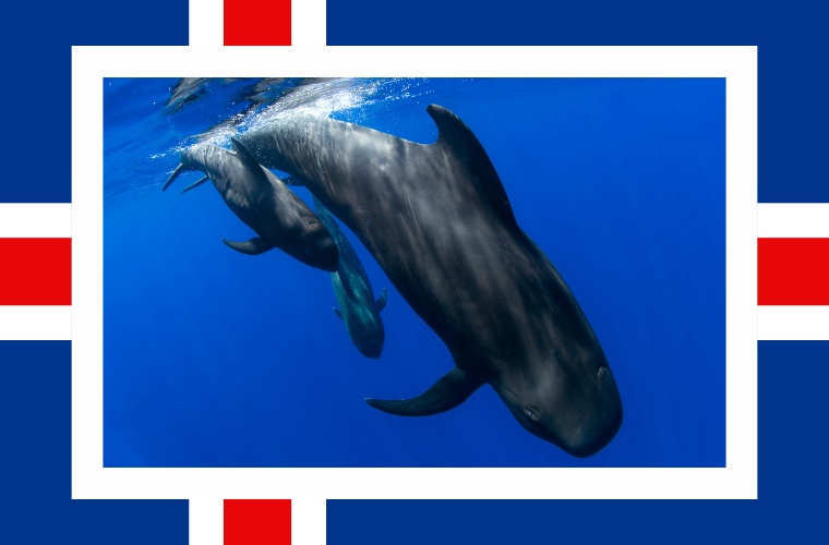 image of flag of Iceland and pilot whales