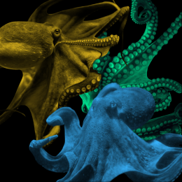 octopuses