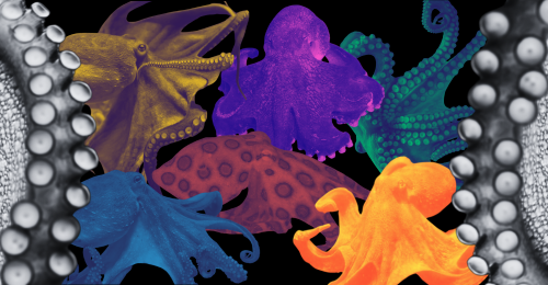octopuses