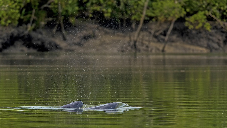 irrawaddy dolphins