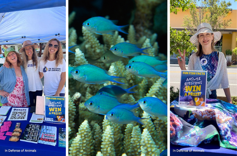 IDA event photos and photo of fishes