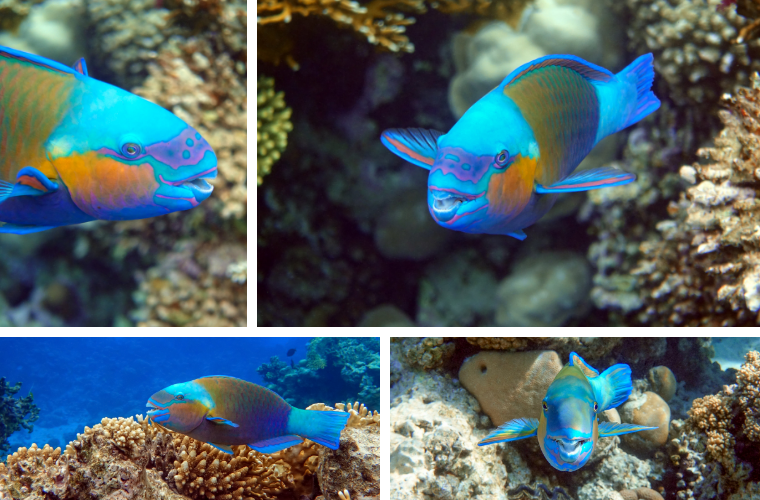 Daisy Parrotfishes