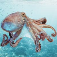 octopus