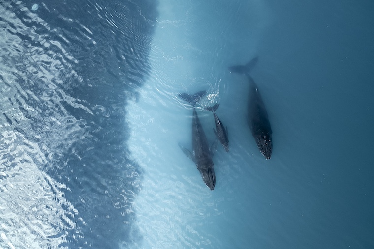 two adult and one baby humpback whales