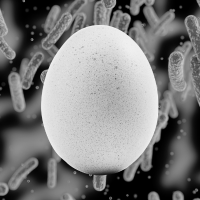 egg and salmonella