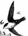 hr-199609-02-bird