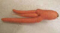 Carrot-20180201