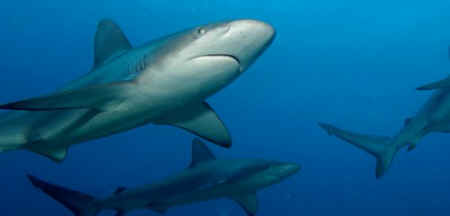 ../images/ar-tdiv-shark