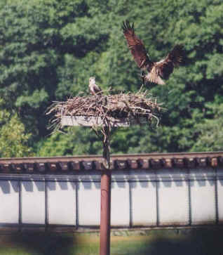 wpe21.jpg (33182 bytes)