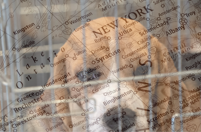 beagle in cage and map of New York