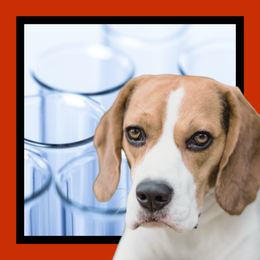 beagle and test tubes
