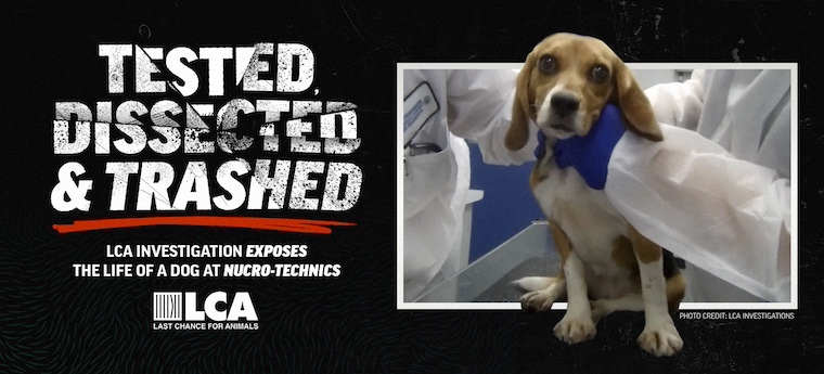 LCA image for article with beagle undergoing testing