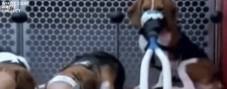 tortured puppies