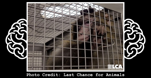 macaque in cage