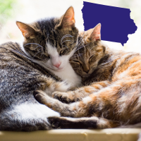 cats and Iowa