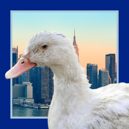 duck and NYC