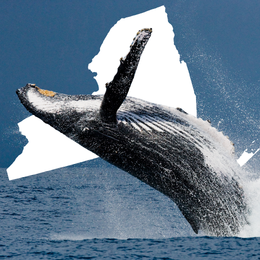 whale and state of New York