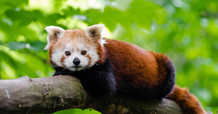 Red Panda