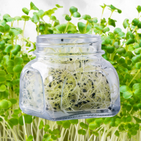 sprouts