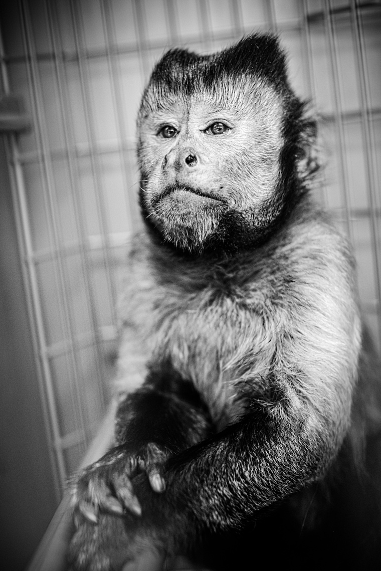 capuchin monkey