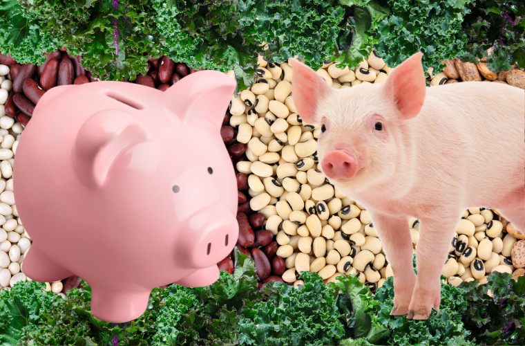 image of pig and piggy bank, dried beans, and kale