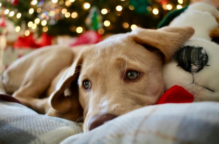 dog by Christmas tree